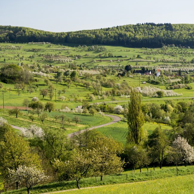 Landschaft im Markgräferland